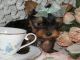 Tea cup yorkies cachorros listos para su piel-nunca de los nuevos
