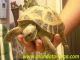 Tortugas rusas adultas a tan solo 115€ - Foto 1