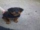 Vendo preciosa rottweiler