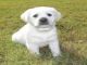 Absolutamente precioso cachorros Labradores - Foto 1