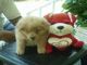 Adorable cachorros chow chow - Foto 1