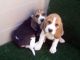 Beagles, excelentes cachorros con mucho hueso y pigmentacion