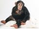 Bebé chimpancé en venta