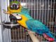 Bonito par de azul y oro guacamayo loros - Foto 1