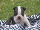 Boston terrier cachorros en adopcion