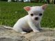 Cachorro chihuahua con pedigree y afijo