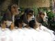 Cachorro de Basset Hound - Foto 1