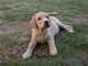 Cachorro labrador gratis