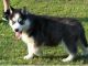 Cachorros husky siberiano excelente para su aprobación - Foto 1
