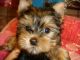 Cachorros yorkshire terrier para su aprobacion