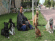 Educador canino en Alicante - Foto 1