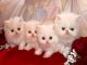 Elegantes gatos persa para nuevas vivie