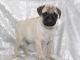 Excelente pedigrí cachorros Pug disponibles para adopción - Foto 1