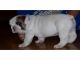 Feliz navidad !! Regalo magníficos bulldog ingles - Foto 1