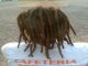 Hago rastas