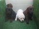 Labradores con pedigri de color chocolate, negro y dorado