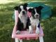 Maravillosa cachorros boston terrier par