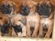 Mastiff cachorros par su adopcion