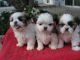 Perros cahorros de raza shih-tzu - Foto 1