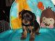 Regalo 2 yorkie cachorros gratis adopció - Foto 1