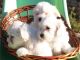 Regalo bichon maltes, magnificos cachorros