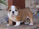 Regalo bulldog ingles macho y hembra - Foto 1