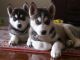 Regalo cachorros husky siberiano para navidad