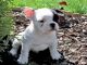 Regalo Cuatro Cachorros Bulldog Francés Lindo Y Adorable Para Su - Foto 1