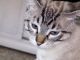 Regalo gato medio siames tabby point - Foto 1