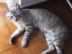 Regalo gato medio siames tabby point - Foto 2