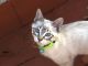 Regalo gato medio siames tabby point - Foto 4
