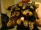 Regalo macho y hembra cachorros yorkshire terrier mini