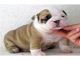 Regalo Muy hermoso Inglés bulldog cachorros - Foto 1