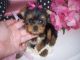 Regalo Precioso machito de Yorkshire Terrier de tamaño toy, - Foto 1