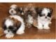 Regalo shih tzu cachorros para su la ado