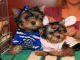 Regalo yorkie hombre / mujer cachorros para casas buenas