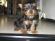 Regalo: yorkies su adopcion ,