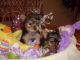 Regalo yorkshire terrier, muy guapo y con mucho pelo