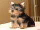 Regalo yorkshire terrier (yorkie) cachorros para la adopción