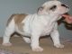 Socializados bulldog Inglés cachorros - Foto 1