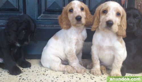 Ultimos cachorros cocker spaniel ingles - Alcalá de Henares