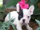 Amorosa cachorros de raza bulldog francés gratis