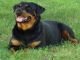 Bien entrenado perro Rottweiler para adopción - Foto 1