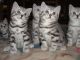 Británicos gatitos de pelo corto para una buena hogares - Foto 1