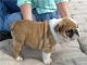 Bulldog ingles cachorros macho y hembra - Foto 1