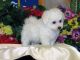 Cachorros de Bichon Maltes, excelentes y adorables - Foto 1