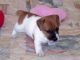 Cachorros jack russell con pedigree