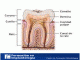 Curso de Rehabilitación Oral sobre Implantes - Foto 1