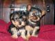 Dos afectuoso taza de té Yorkie cachorros para su aprobación - Foto 1