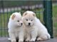 Dos bien entrenados cachorros de chow chow para su aprobación - Foto 1